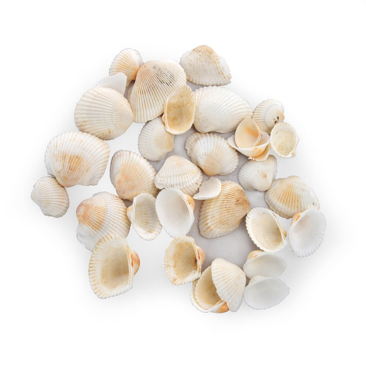 Small Shells Pebbles (White) – Cherrypick