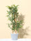 Westside Home Green Bamboo Plant - Medium