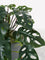 Westside Home Green Monstera Artificial Plant