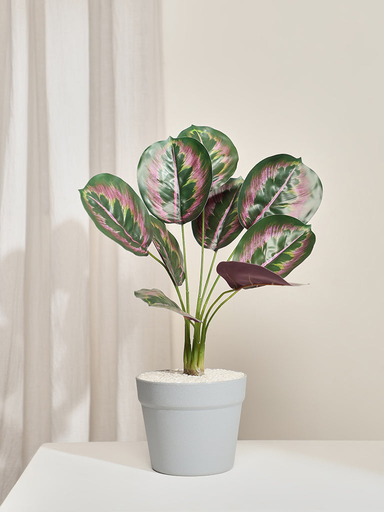 Westside Home Calathea Decorative Plant