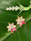 Bugadi earrings floral design with pink jadau kundan stones