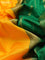10 Yards silk saree mango yellow and green with plain body and zari woven border