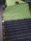 10 Yards silk cotton saree pastel green and navy blue with plain body and annam zari woven border