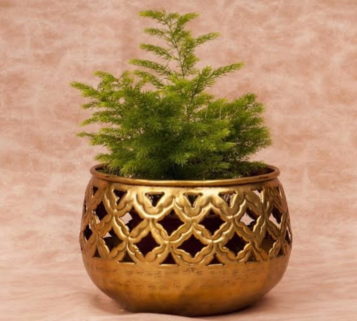 can plants grow in brass pots Brass Planter, Decorative Flower Pot for Indoor and Outdoor